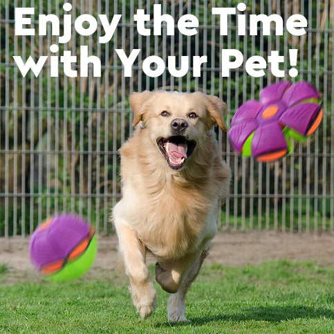 Pet Flying Saucer Ball Toy