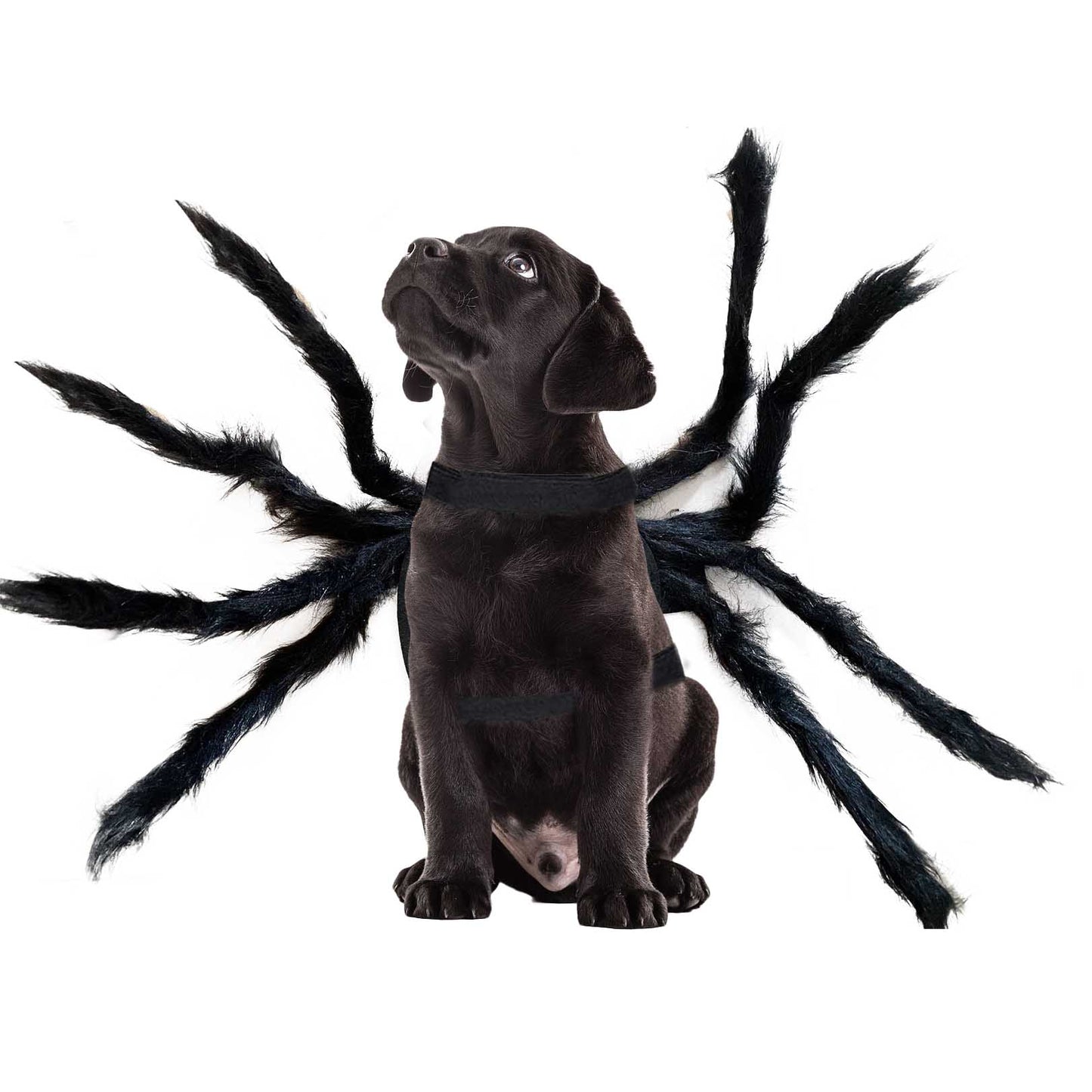 Halloween Spider Cosplay Pet Costume for Cats and Dogs