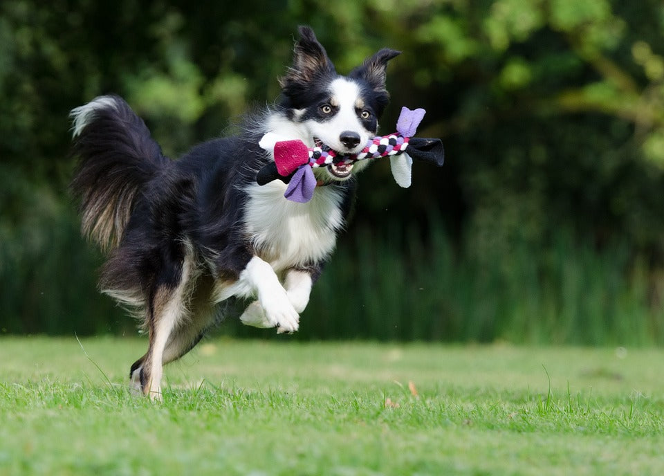DOG TOYS