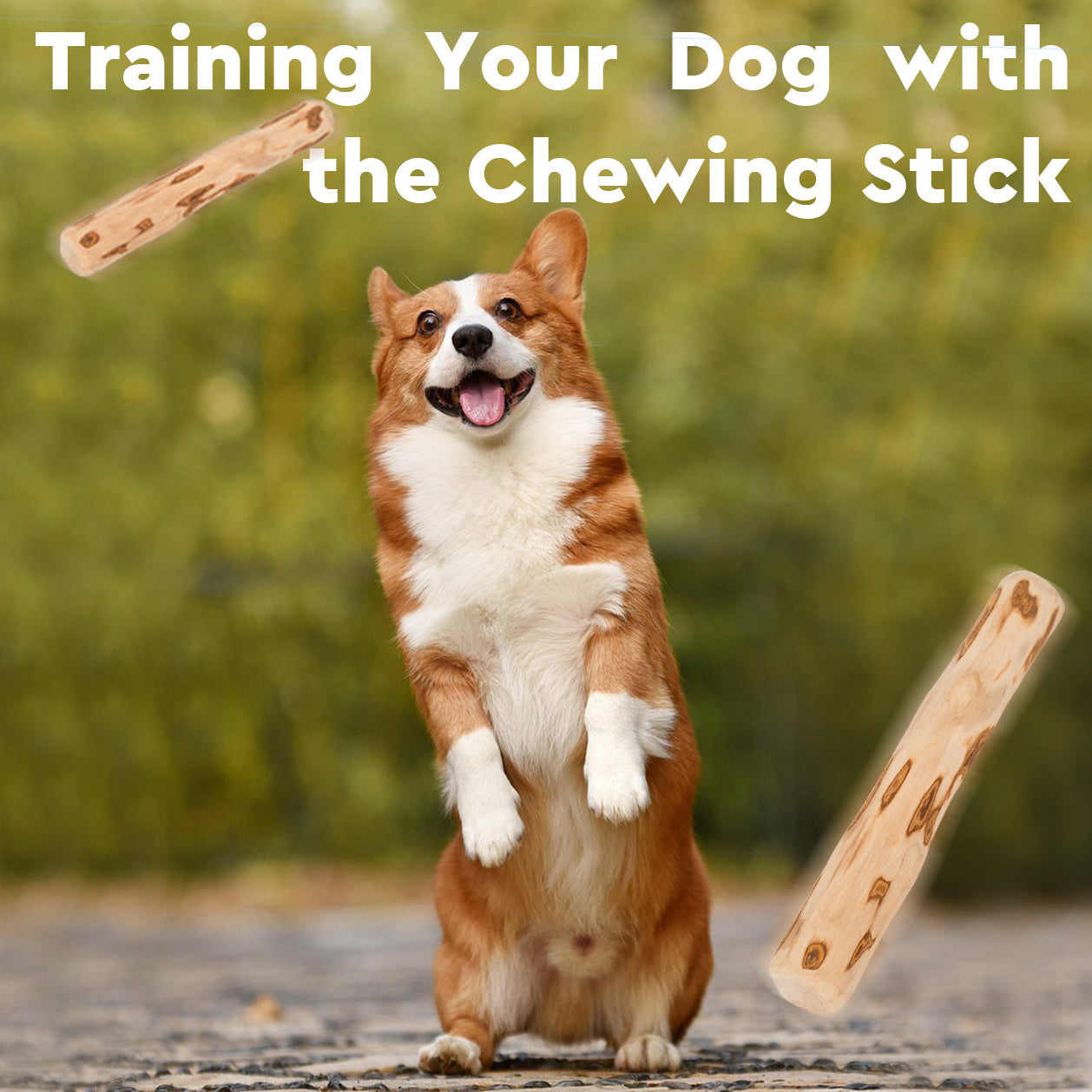 Dog Coffee Wood Chewing Stick